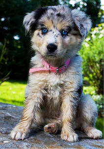 pooch