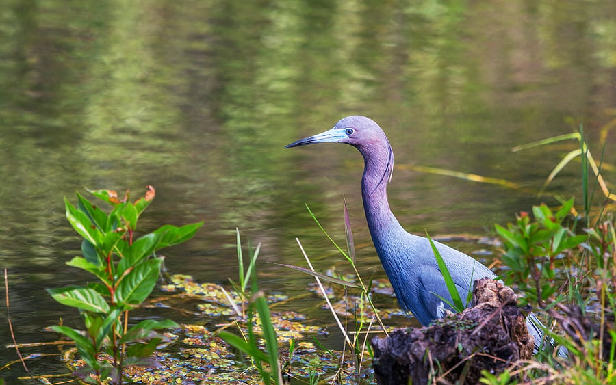 bigstock-Grey-Heron-Ardea-cinerea--Ev-405596402